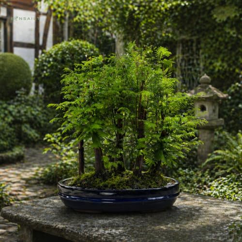 Bonsai LT Forêt Métaséquoia – Arbre préhistorique vivant dans un pot de 29 cm | Bonsaï d’intérieur/extérieur | Idée cadeau rare | Facile à entretenir | Plante décorative pour la maison et le bureau – vue 5