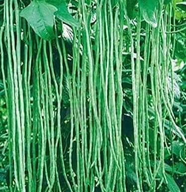 50 Asian Long Bean Seeds - Very Productive Heirloom - Non-GMO - Always Fresh Seed! - Planting Seeds for Home Vegetable Garden