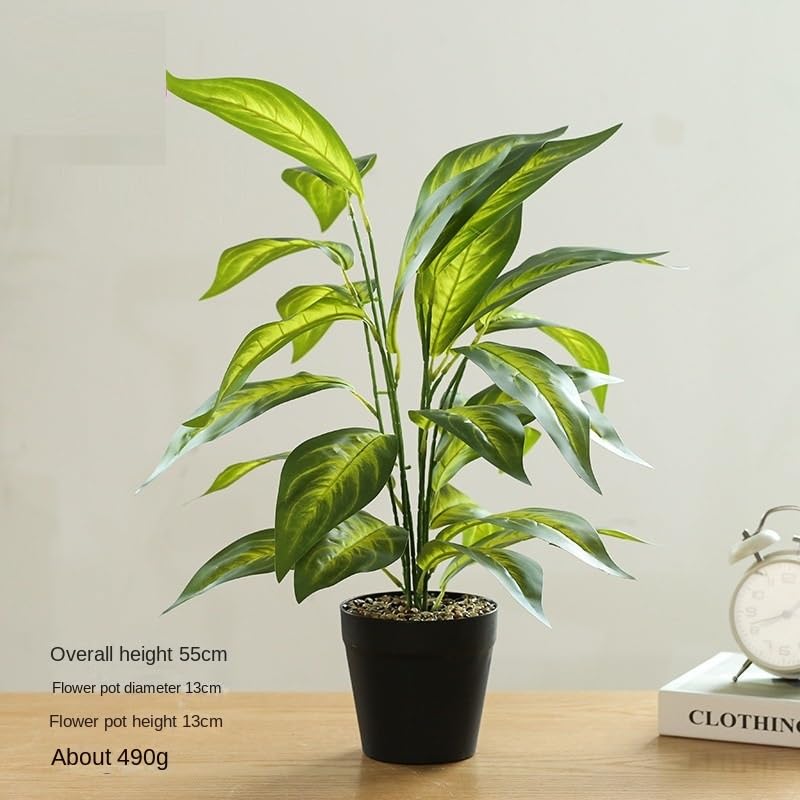 観葉植物 成長中 緑色の葉 つぼみあり アリ植物 観葉植物：ヒドノフィツム パプアナム*プラポット | すべての