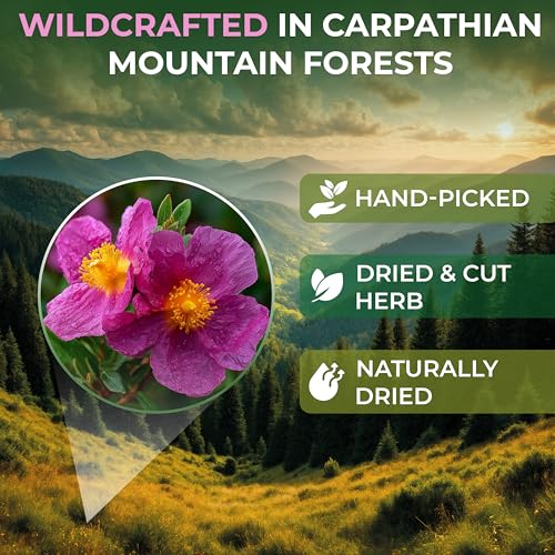 Image of 50 Bags Cistus Tea Cistus Incanus Tea Herbal (Cistus L.) - 50 Count 1.5g Herb Bags