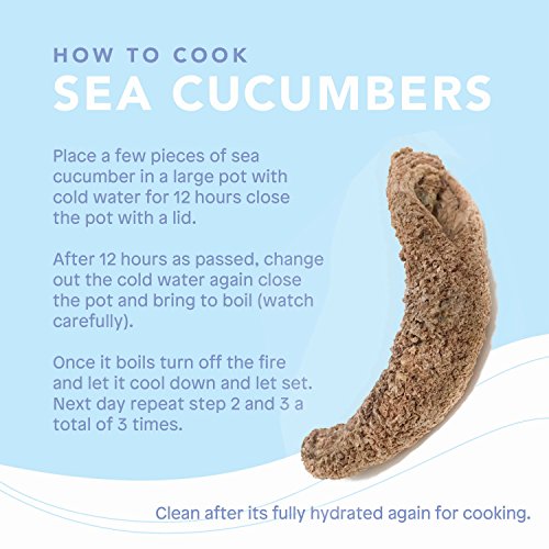 SB Organics Alaskan Red Medium - Wild Caught Sea Cucumber Dried All Natural Nutritious - 8 oz.