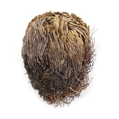 Live Resurrection Plante Rose de Jericho Dinosaure Plante Air Fougère Spike Moss