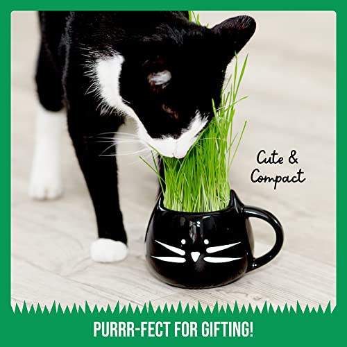 The Cat Ladies Organic Cat Grass Growing Kit With Seed Mix, Soil And Black Cat Planter. Natural Hairball Control And Digestion Remedy For Cats #TOP5