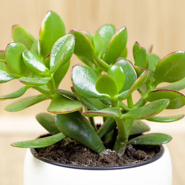 Jade plants without pot,plants for jade without pot (Pack of 1) (B0CSG3MRJ6) Amazon Price History, Amazon Price Tracker