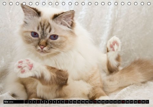Rassekatzen (Tischkalender 2014 DIN A5 quer): Wunderschöne und liebenswürdige Samtpfoten (Tischkalender, 14 Seiten)