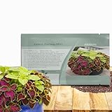 Outsidepride Fairway Mix Coleus Seeds for Planting - 200 Pcs Annual, Compact, & Easy to Grow, Flower Seeds with Serrated Foliage, Ideal for Shaded Areas, Containers, Borders, & Gardens