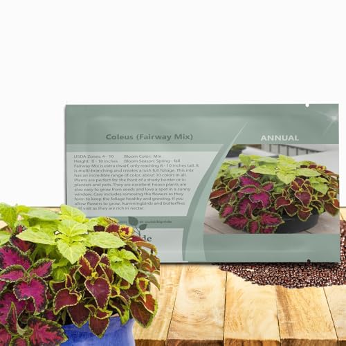 Outsidepride Fairway Mix Coleus Seeds for Planting - 200 Pcs Annual, Compact, & Easy to Grow, Flower Seeds with Serrated Foliage, Ideal for Shaded Areas, Containers, Borders, & Gardens Outsidepride Fairway Mix Coleus Seeds for Planting - 200 Pcs Annual, Compact, & Easy to Grow, Flower Seeds with Serrated Foliage, Ideal for Shaded Areas, Containers, Borders, & Gardens