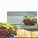 Outsidepride Coleus Fairway Mix - 200 Seeds