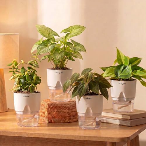 Image of Kyari Combo of 4 Indoor Plants - Jade, Syngonium White, Philodendron Micans & Philodendron Oxycardium with White Self Watering Pot 4 Inch