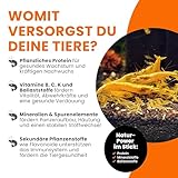 GARNELEN4YOU® Brennnessel Sticks – Premium Garnelenfutter aus 100% Brennnessel – pflanzliche Futter Pellets für Garnelen, Krebse & Schnecken – nachhaltige Verpackung – Made in Germany – 50 g