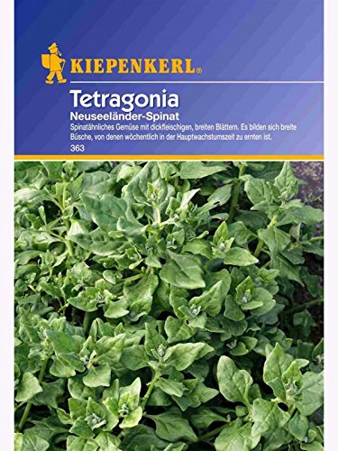 Neuseeländer Spinat Tetragonia