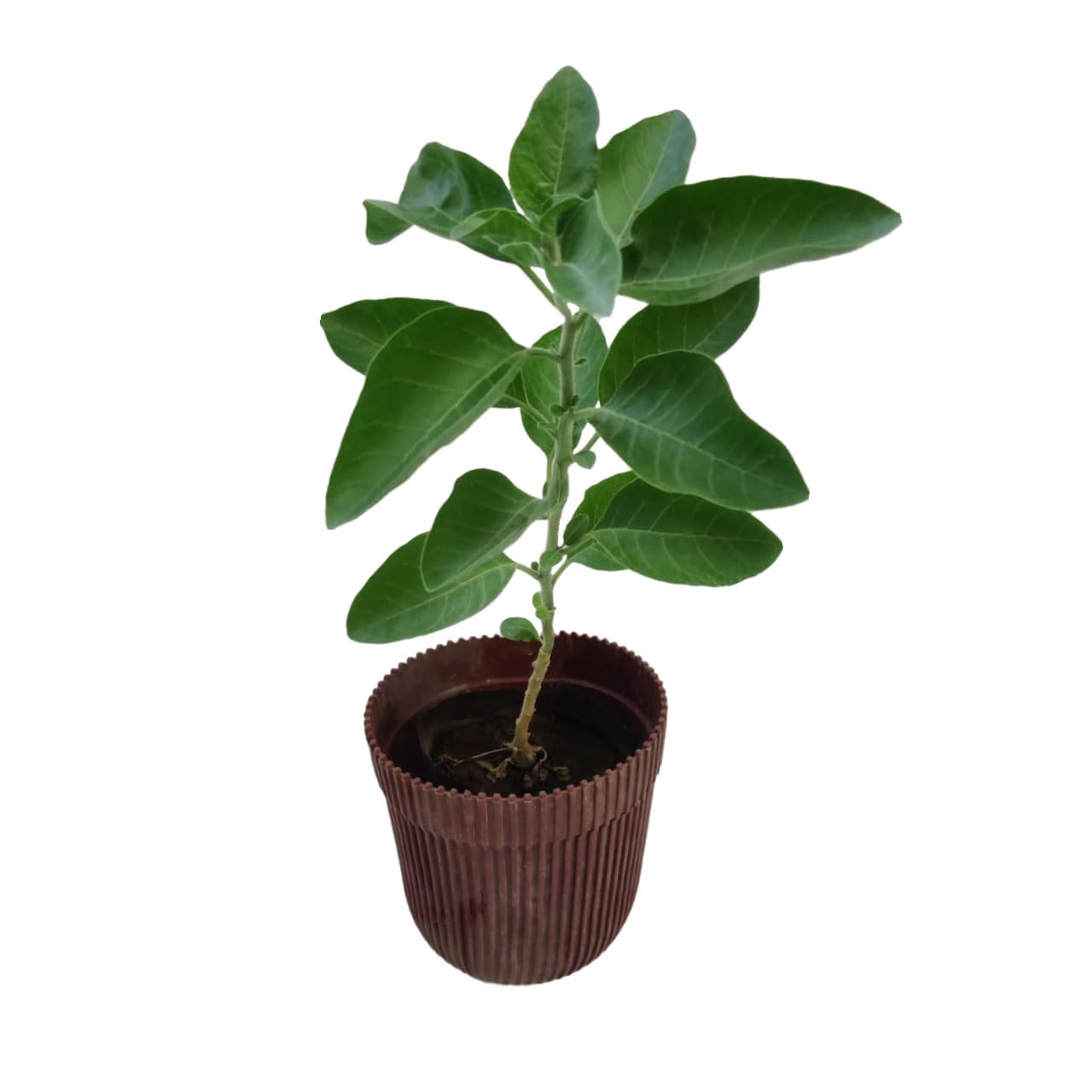 Kushplant Ashwagandha Medicinal live and healthy plant with pot (B0CQRSS844) Amazon Price History, Amazon Price Tracker