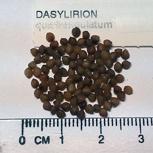 Amazon.co.jp: 【種子】Dasylirion Quadrangulatum◇ダシリリオン