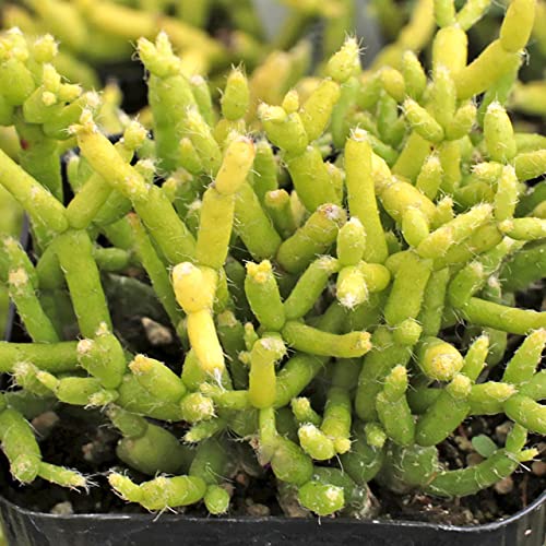 Coral Cactus - Live Plant In A 2 Inch Pot - Rice Cactus - Rhipsalis Cereuscula - Beautiful Indoor Outdoor Cacti Succulent Houseplant #TOP4