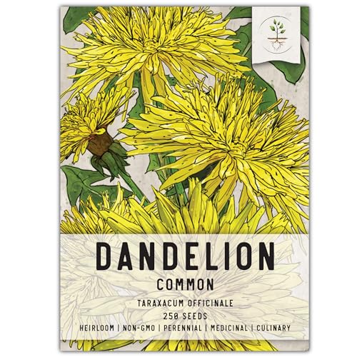 Seed Needs Dandelion Seeds for Planting Taraxacum officinale - Non-GMO Heirloom & Untreated Perennial Herbs - Grow Salad Greens, Food for Tortoises, Rabbits & Bearded Dragons (1 Pack)
