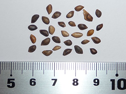 y̎z[bpAJ}cBԏ mtXEI[FjYn q30 Scotch pine Casadeen Massif - Auvergne 30 seeds