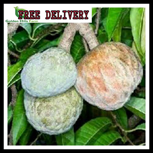 Golden Hills Farm Dwarf Rare Exotic Tropical Fruit Plant Custard Apples/Sharifa/Sitaphal/Seetha Palam/Seetha Pazham/Sitaphala/Sita Phal/Sharifa 1 Healthy Fruit Live Plant