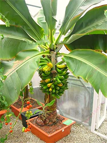 Zcbang Natural Fruit Seeds Dwarf Banana Seeds 100Pcs #TOP2