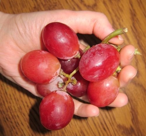Grape Seeds RED GLOBE Mildly Sweet Fruit NON GMO MEDICINAL 15 Seeds