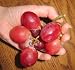 Grape Seeds ★ RED GLOBE ★ Mildly Sweet Fruit ★ NON GMO ★ MEDICINAL ★ 15 Seeds