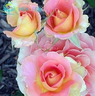 Green Seeds Co. 50 Nuove Rose piante 24 diversi Colori Rare Divertente Regalo rosa cimelio cinese Bonsai pianta da Fiore Bonsai imballaggio professionale: Bianco: Only Seeds