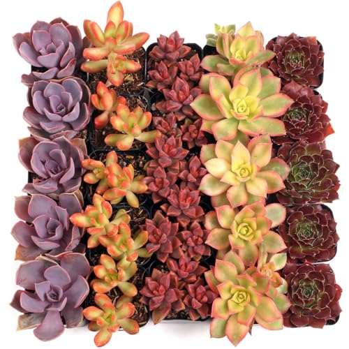 Mountain Crest Gardens Nuthin’ But Color Bulk Succulent Pack - 25 Live Plants, 5 of Each Variety, Rooted in 2 Inch Pots - Real Colorful Succulents for Displays, Events, or Resale