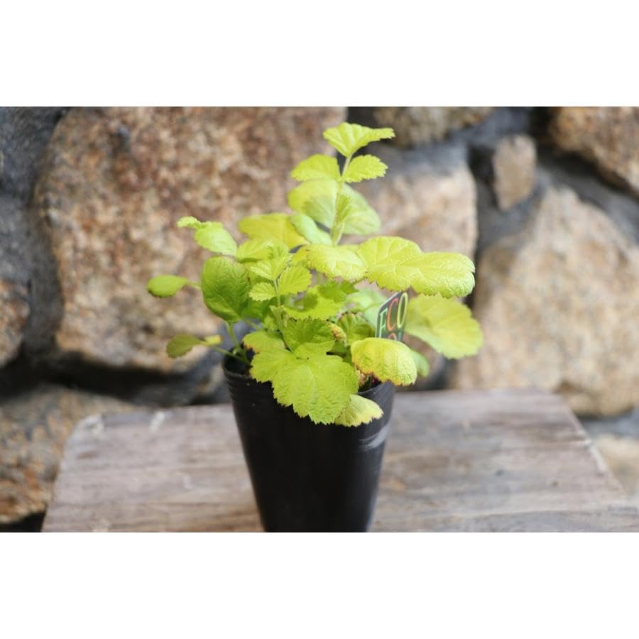 Amazon.co.jp: ルブス サンシャインスプレンダー 2.5〜3号ポット苗 3株