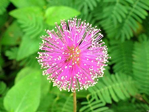 Raise Me Up: Seeds Sensitive Plant Mimosa Shy Grow Quickly Perennial Flowers #TOP5