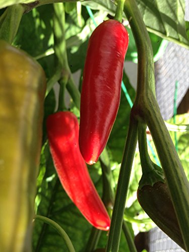 SEMI PEPERONCINO CHILE MORITA (CHIPOTLE)+ GUIDA COLTIVAZIONE