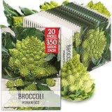 Seed Needs Romanesco Broccoli Seeds to Plant Green Cauliflower 20 Packs