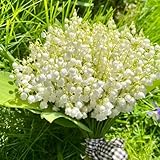 10 Large Lily of The Valley Roots for Planting, Perennial Sweet Fragrant White Flower, Zones 2 to 9, Cold Hardy