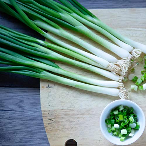 Gaea's Blessing Seeds - Scallion Seeds (500+ Seeds) - Non-Gmo Seeds With Easy To Follow Planting Instructions - Bunching Evergreen Hardy White Nebuka 90% Germination Rate 3.5G #TOP1