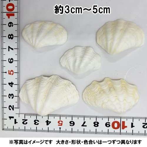 Amazon | 天然 シャコガイの貝殻(シャコ貝) ミニサイズ 約3cm～5cm