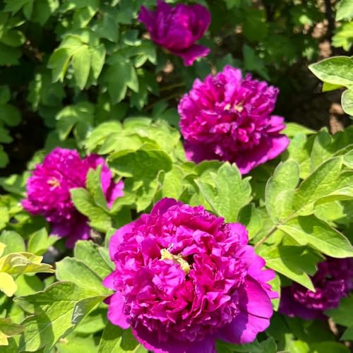 bulbi di peonia - peonie per il giardino bulbi di perenni resistenti regali per giardinieri il estivi in luoghi soleggiati 1pcs