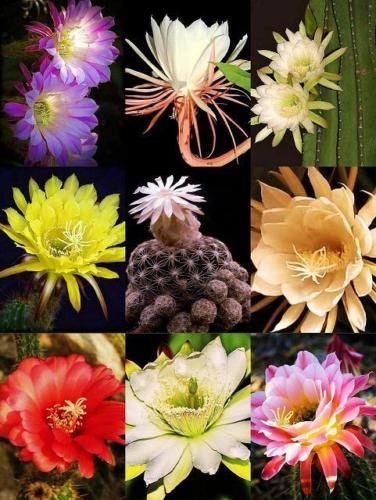 mammillaria camptotricha cv. bru Mammillaria decipiens subsp. camptotricha cv. 'Bru' – DesertSTORE.es