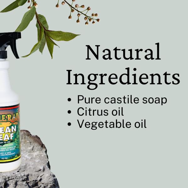 Limpiador Natural para Hojas Jungle Rain Clean Leaf 32 oz miniatura 3