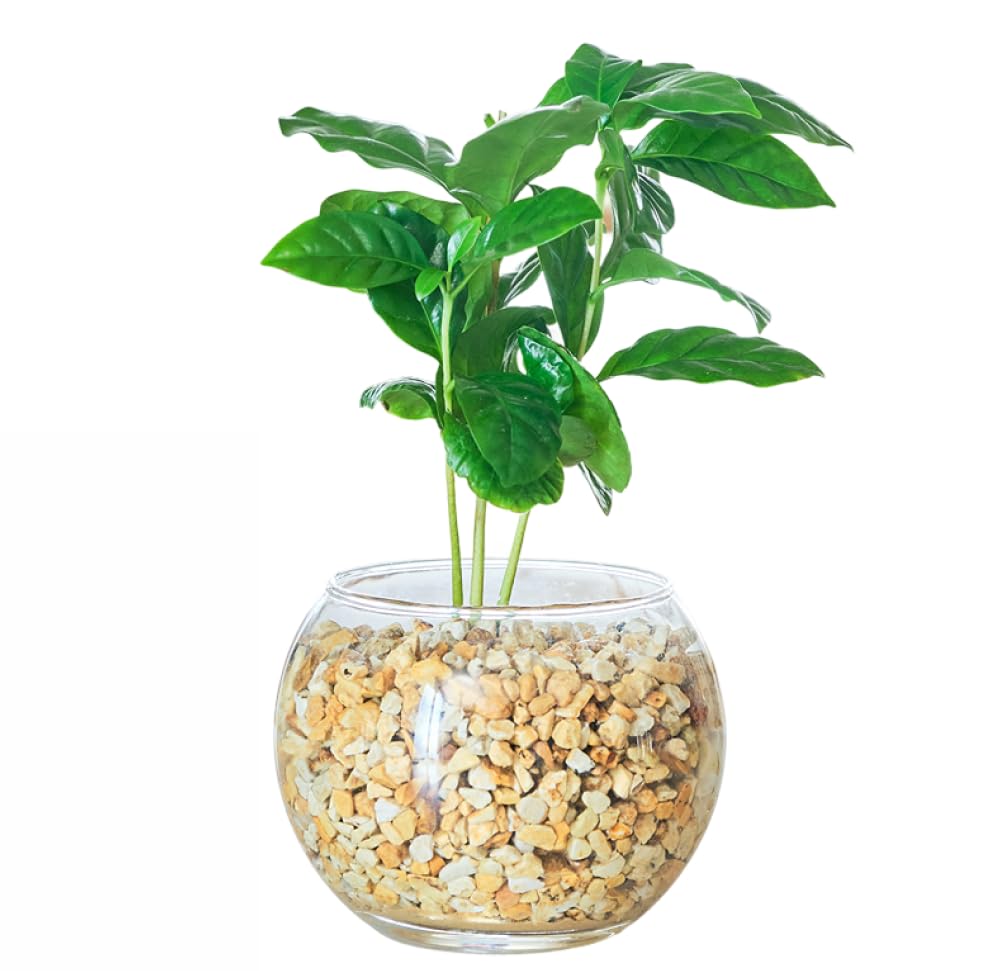 観葉植物　コーヒーの木　抜き苗 Amazon｜東京寿園 コーヒーの木 観葉植物 本物 ミニ 土を使わない