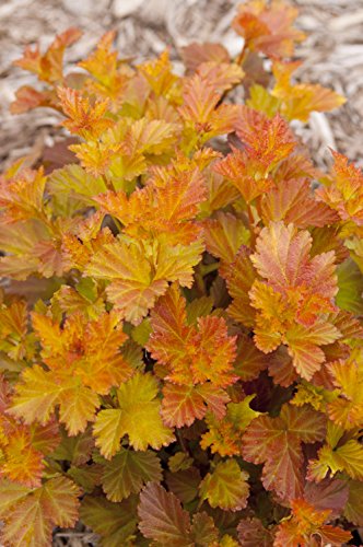 First Editions - Physocarpus Op. Amber Jubilee (Ninebark) Shrub, Gold-Yellow Foliage, #2 - Size Container #TOP1