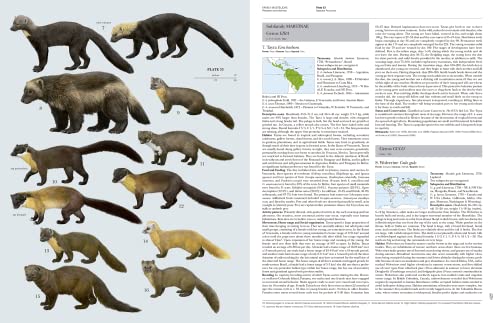 Handbook of Mammals of the World, Vol. 1: Carnivores - Image 12
