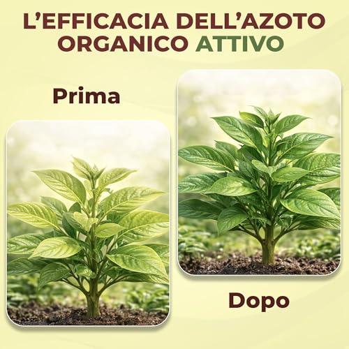 Bioemoplus® Vero Sangue Di Bue Concime Liquido Biologico 1 Kg | Rinverdente Per Piante Con Azoto E Ferro | Stimola Crescita E Vigore | Concime Organico Universale Per Piante Verdi, Da Frutto E Orto - 4