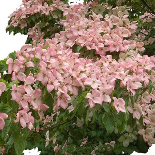 Pink Kousa Dogwood Tree, Flowering Ornamental Tree with Pink Blooms