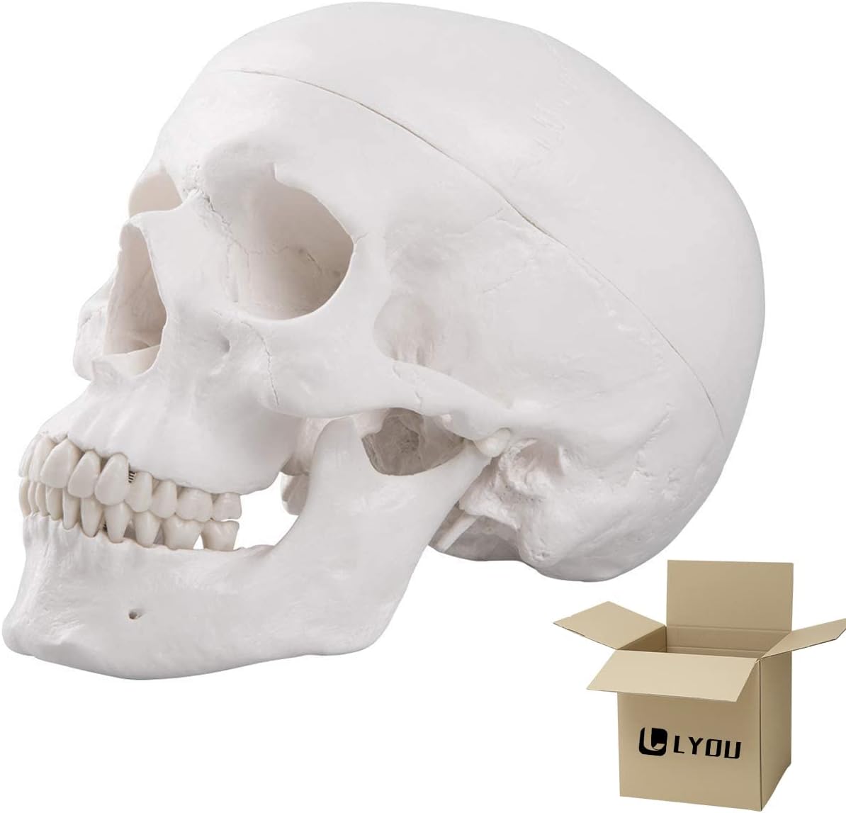 LYOU Human Skull Model for Learning, Skull model, Life Size Human Head Skull Anatomical Model, Not Smudged for Medical Student Human Anatomy Study Course(White Skull)
