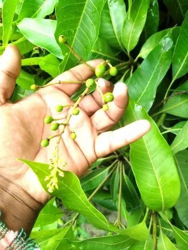Image of GOLDEN BLOOM Grafted Original Vastra /Vastara All Seasons Mango Plant Tree, Original Thai All Time Vastara Grafted MAngo Plant Height 1.5-2.5 FT