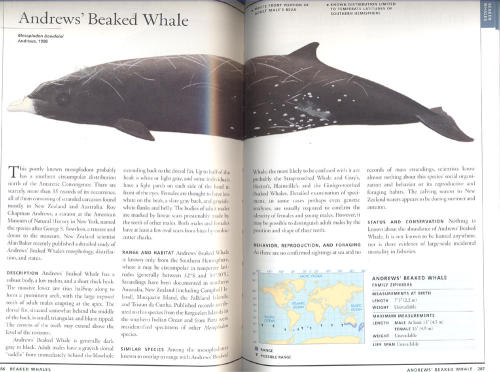 Sea Mammals of the World: A Complete Guide to Whales, Dolphins, Seals ...