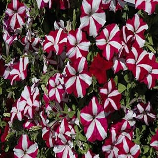 100 piezas nuevas semillas de flores de petunia frescas de color marrón y blanco