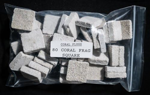 80 CURED REEF FRAG SQUARE LIVE CORAL FRAG PROPAGATION