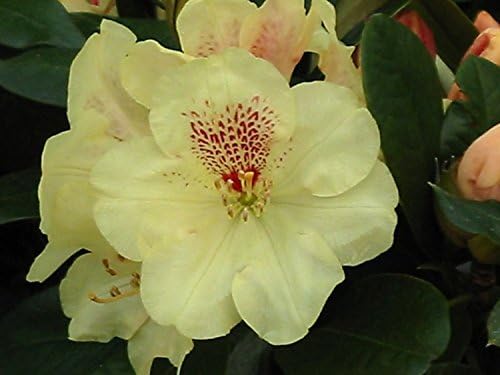 Amazon.com : Rhododendron Goldprinz - Muted Yellow Blooms with Red ...