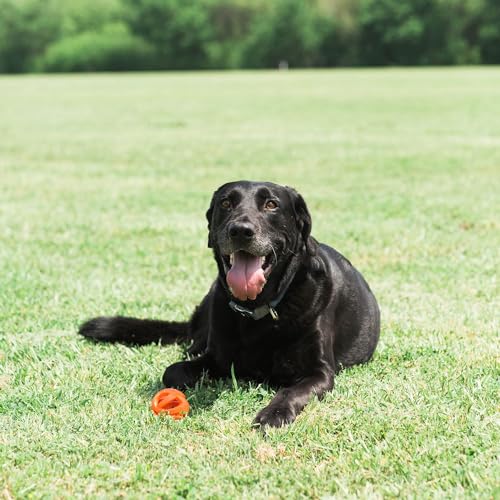 Image of Chuckit! Air Fetch Ball, Large 3in, for Dogs 60-100lbs, 1 Count (Pack of 12)