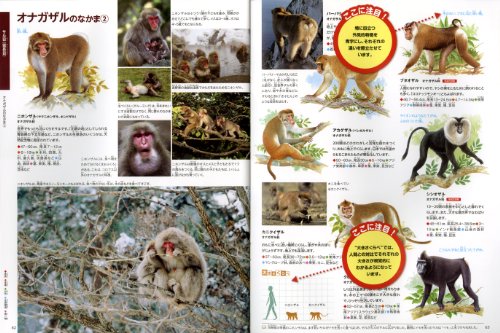 21年版 動物図鑑のおすすめ19選 写真やイラスト入りも Heim ハイム