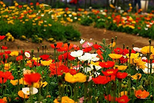 Corn Poppy (Papaver rhoeas) Bulk Seeds(300 Seeds/Pack) Corn Poppy (Papaver rhoeas) Bulk Seeds(300 Seeds/Pack)